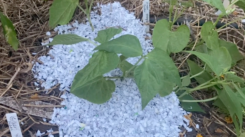 shredded paper under leafy plant in garden