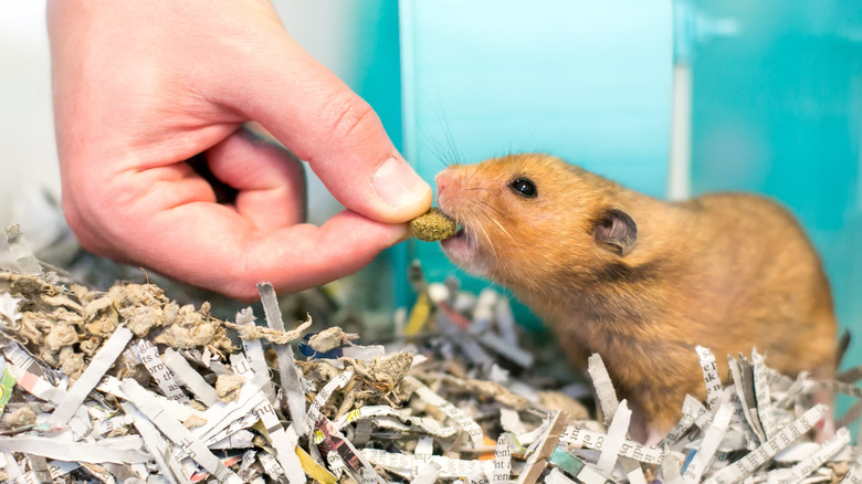 someone feeding a treat to a brown hamster in a cage with paper bedding