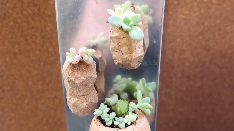 Mini succulents planted in cork magnets attached to a strip of metal