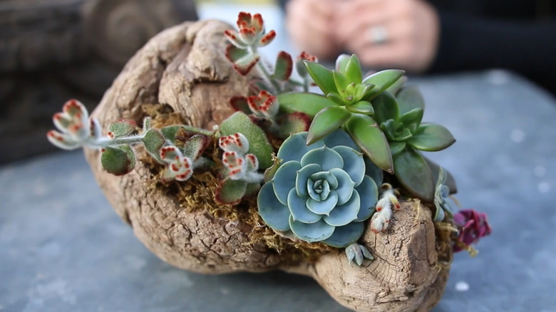 A piece of driftwood with succulents attached to it sitting on a metal surface