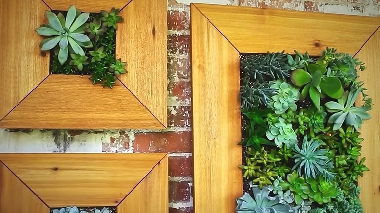 Assorted succulents growing in wooden frames hanging on a brick wall