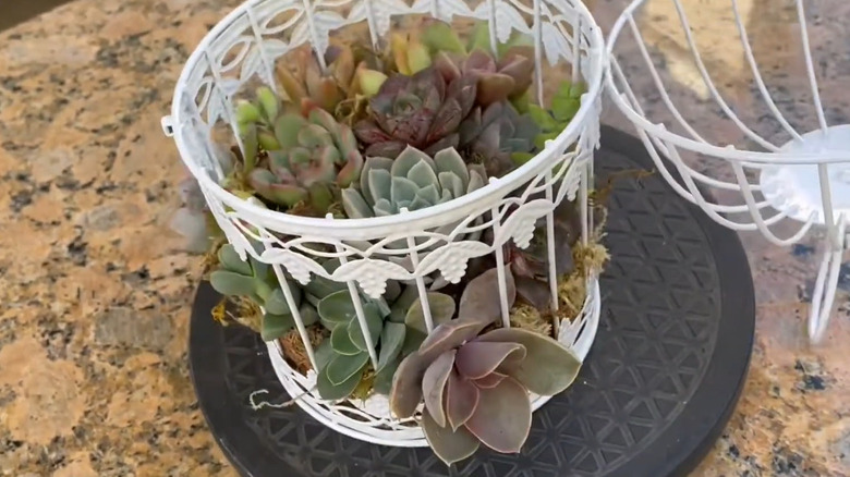 White metal birdcage with succulents planted inside and the top open