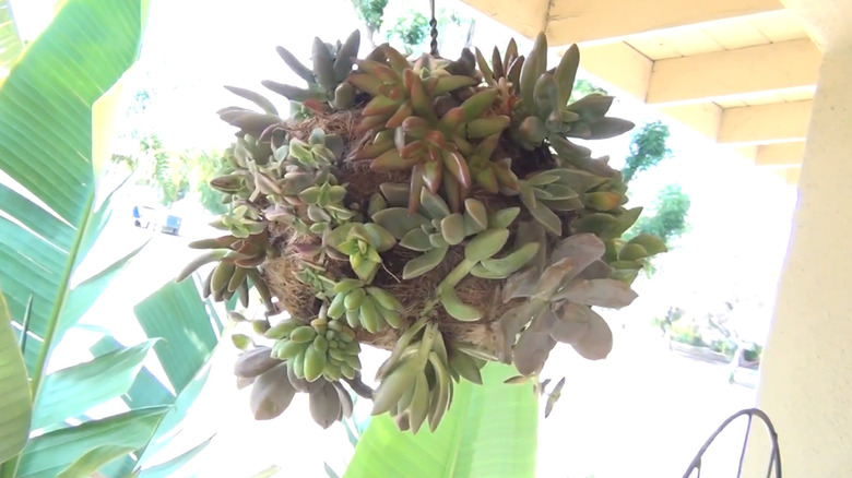Hanging sphere covered in succulent plants hanging outdoors near large tropical plants