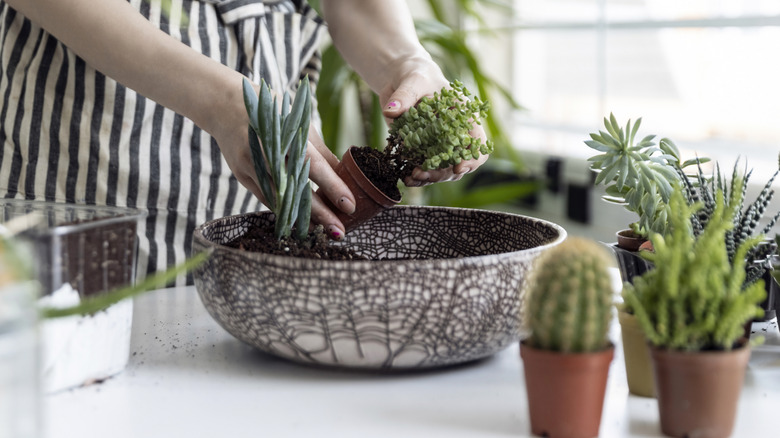 Person wearing a striped apron planting several succulents in a planter bowl