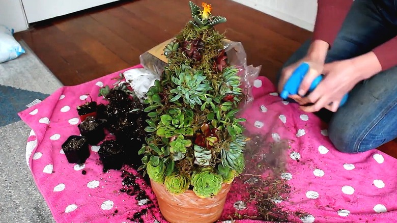 Woman misting her newly made succulent Christmas tree with water