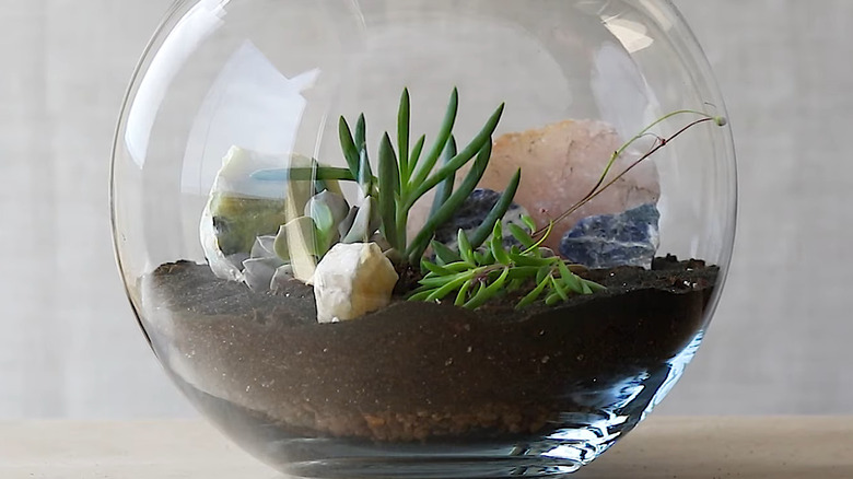 Round glass terrarium featuring succulent plants and rocks