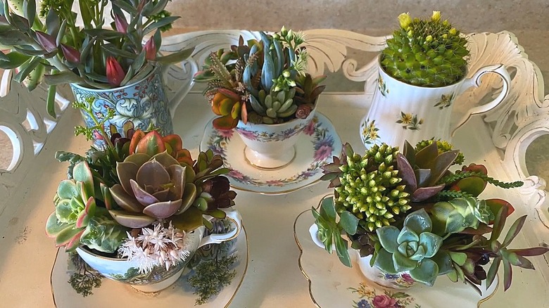 Multiple varieties of succulents planted in various tea cups on a white tray