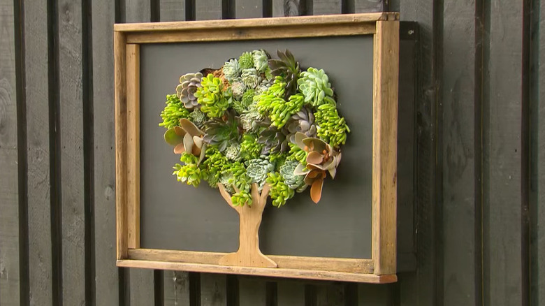 Succulents planted into a piece of artwork to look like a tree