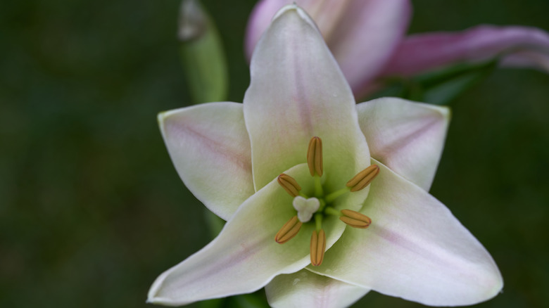 bamboo lily