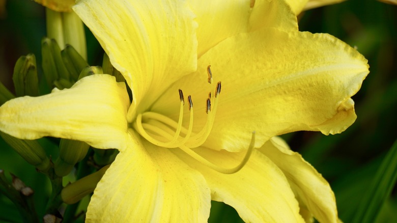 connecticut lily