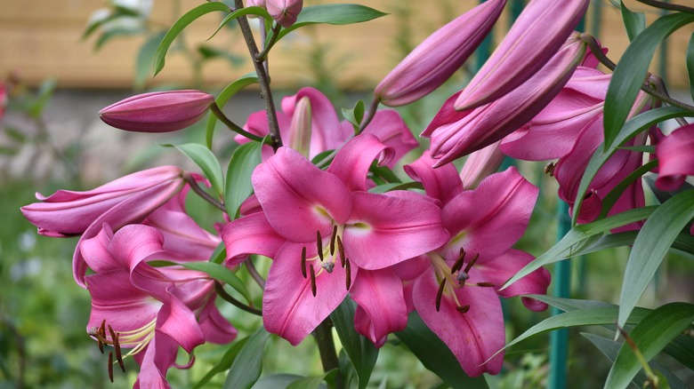 denia pixie lilies