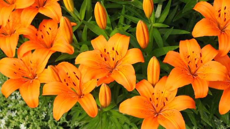 orange lilies