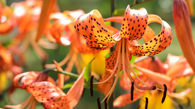 tiger lily flowers