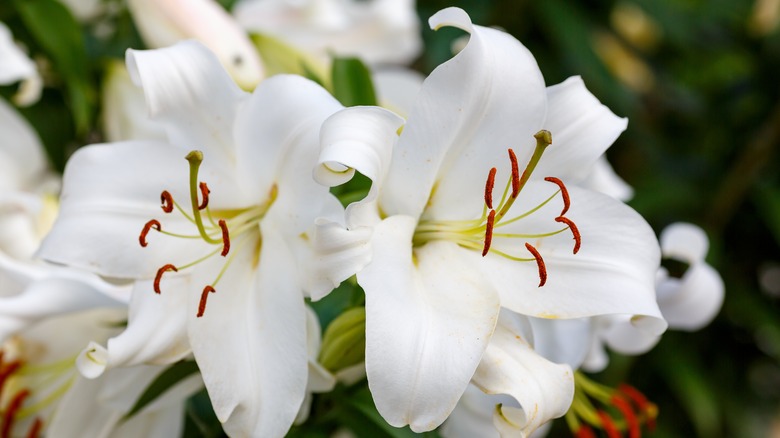 white oriental lilies