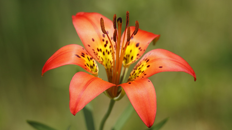 wood lily
