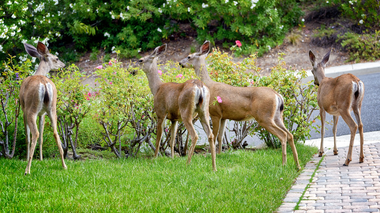 a family of deer eating rose bushes