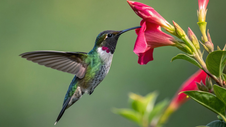 A hummingbird sipping nectar from a pink trumpet-shaped flower.