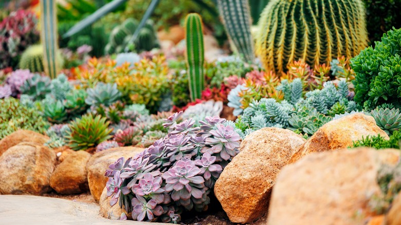 A drought-tolerant garden with cactuses and succulents.