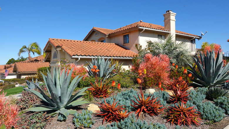 drought landscaped garden