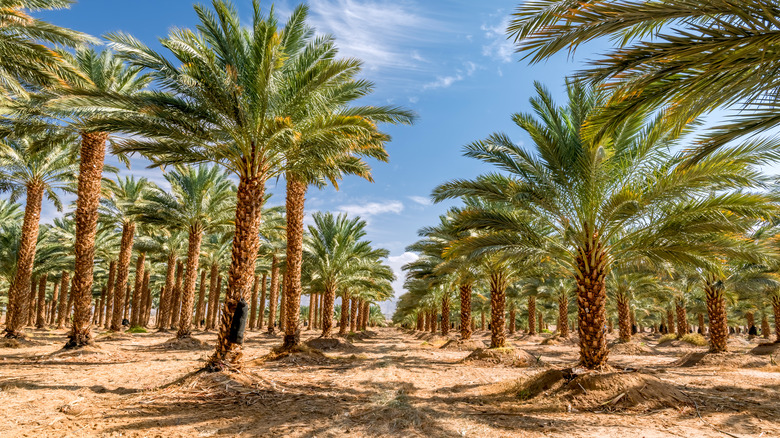 Palm tree plantation