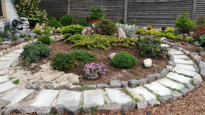 garden with dwarf pines