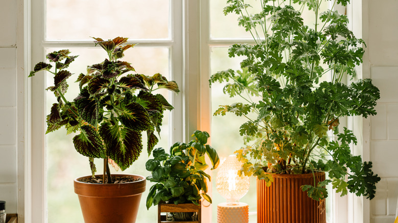 Houseplants by a window