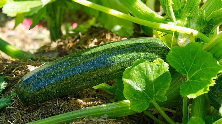 zucchini on plant