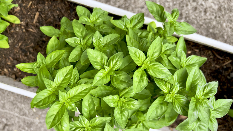 Basil in planter.