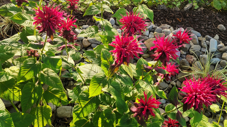 Red bee balm flowering.