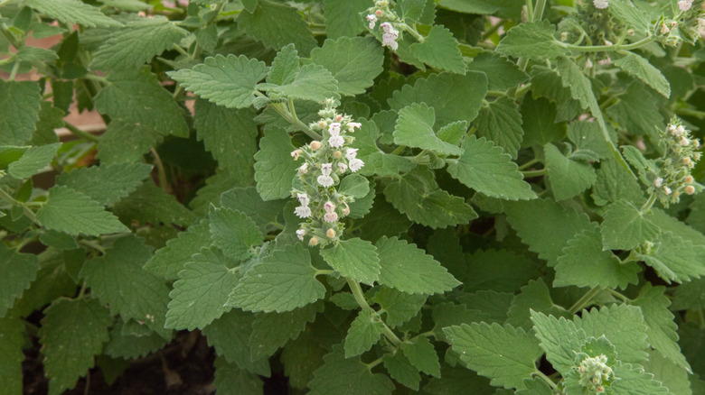 Catnip with white flowers.