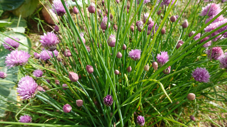 Chives blooming in garden.