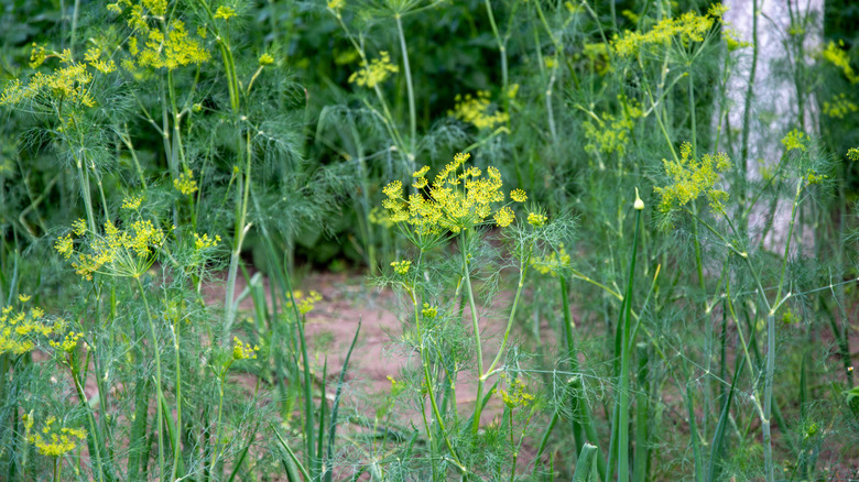 Dill plants in garden.