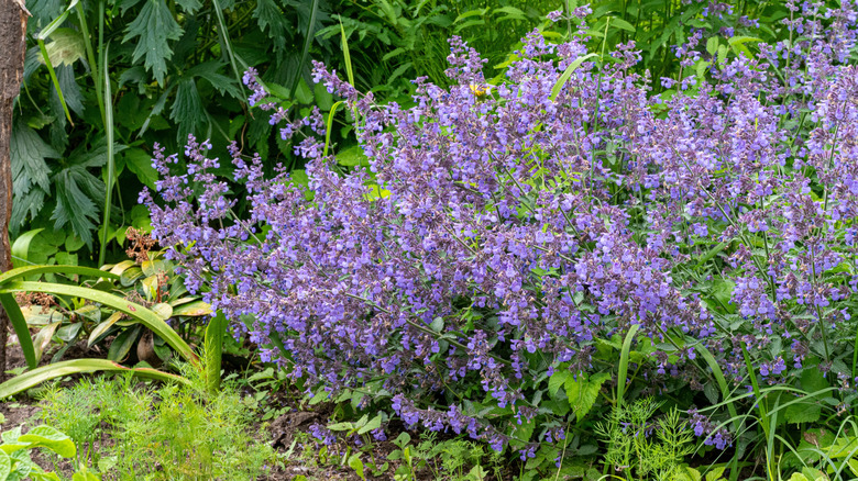 Flowering catmint in garden.