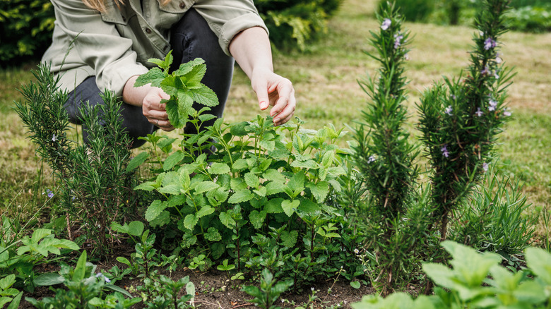 Gardener harvesting herbs in garden.