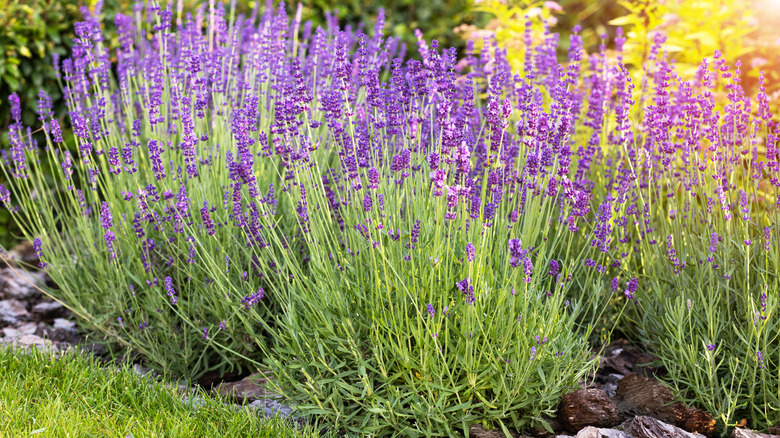 Lavender plants in garden.