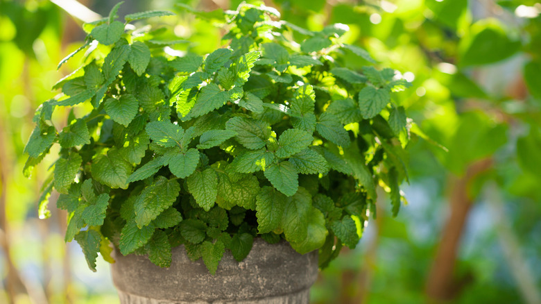 Lemon balm growing in container.