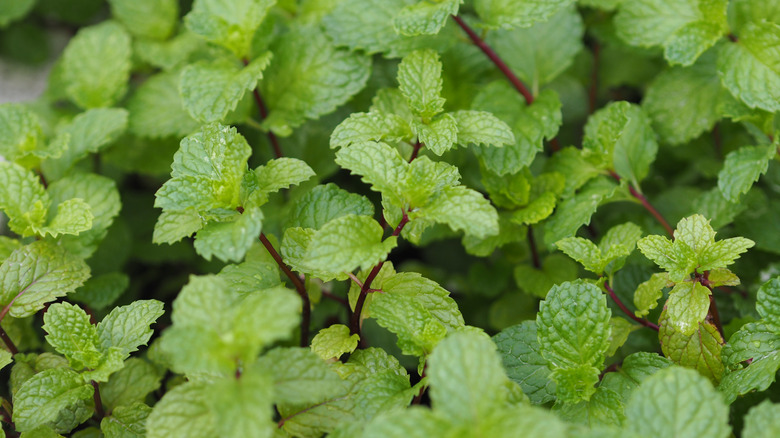 Peppermint in garden.