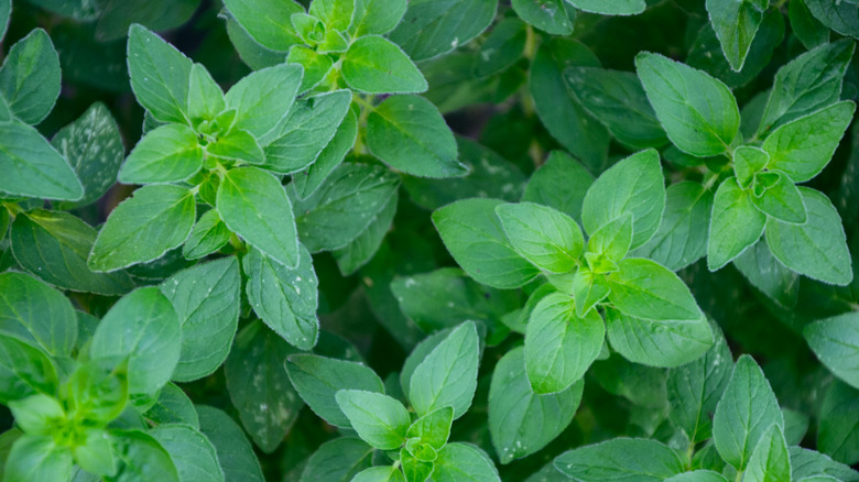 Close up of oregano plants.