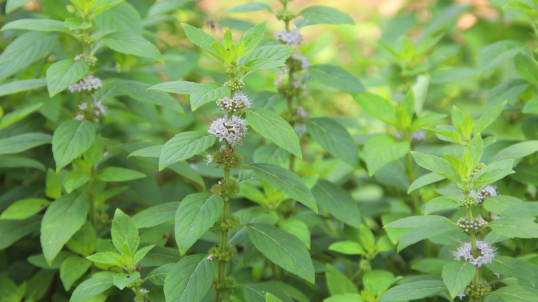 Pennyroyal plants with flowers.