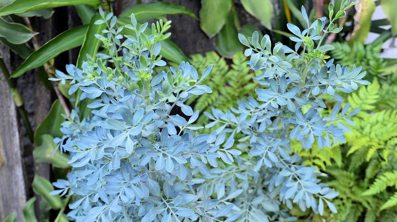 Rue plant growing in garden.