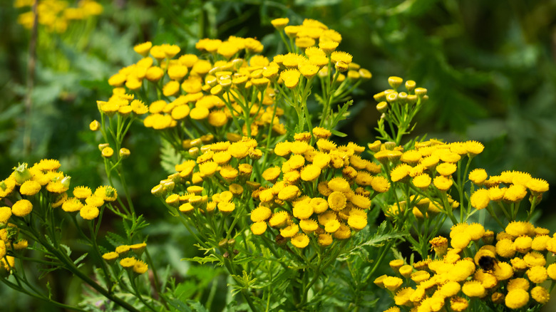 Common tansy with yellow flowers.