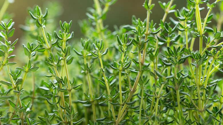 Thyme plant in garden.