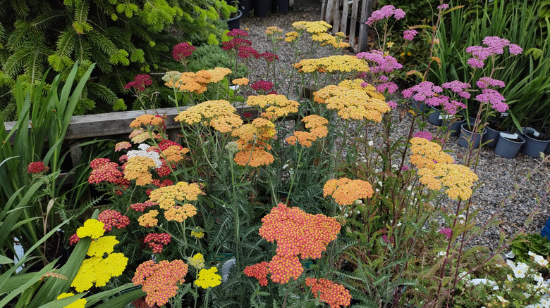 Mixed colors of yarrow plants.