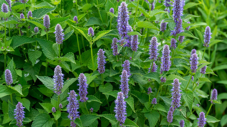 Anise hyssop in garden