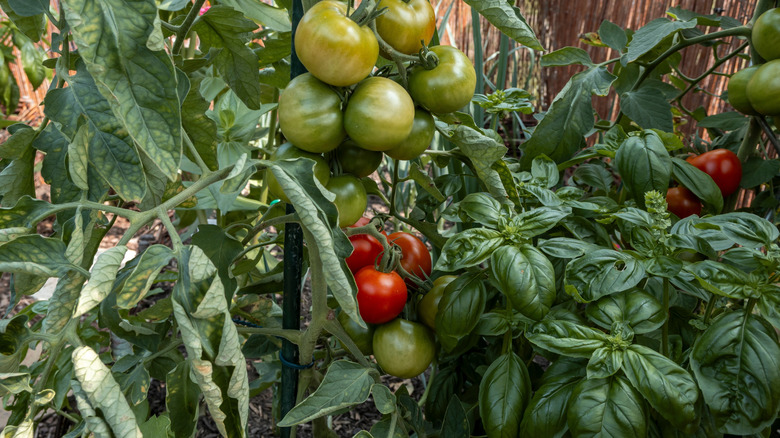 Basil growing next to tomatoes in garden