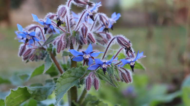 Borage flowering in garden