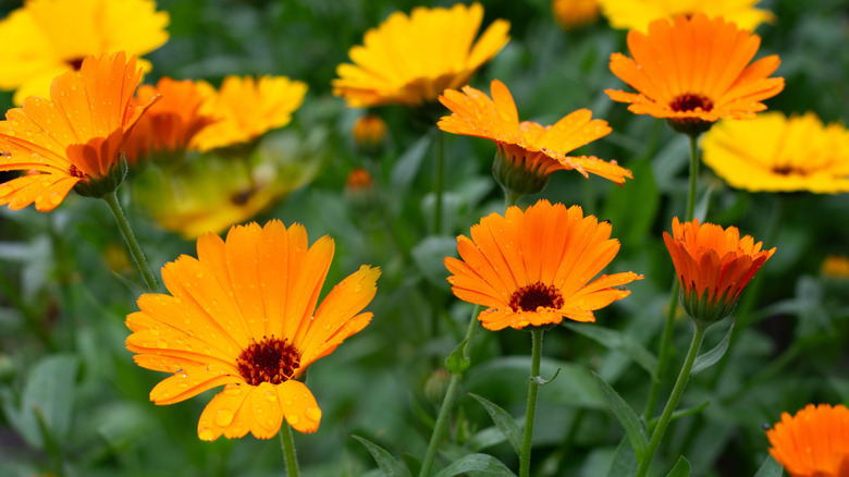 Orange and yellow calendula flowers