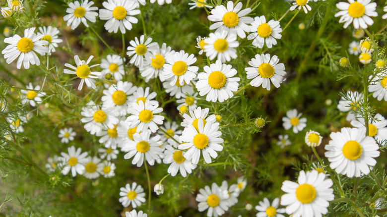 Chamomile flowers in bloom