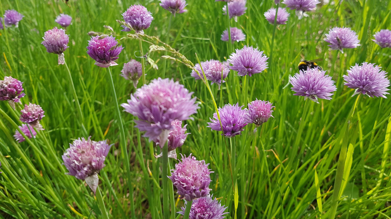 Flowering chives in garden