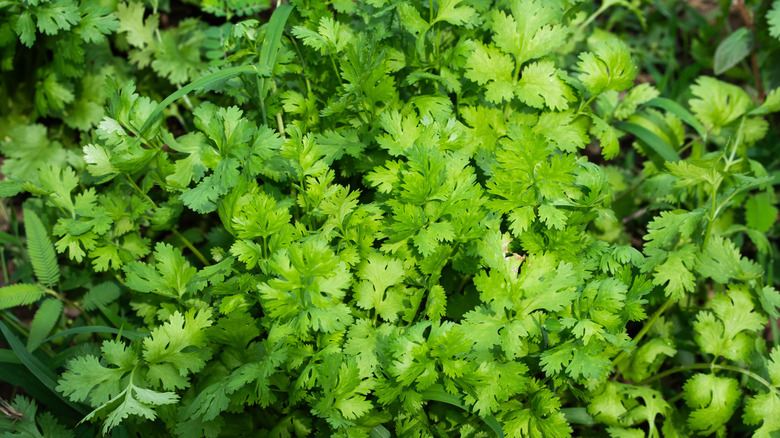 Cilantro growing in garden